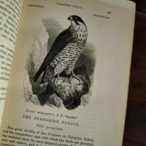 Ornitología Libros de pájaros antiguos excepcional con ”Birds of England” y ”LLoyds Nature history”